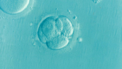 Why is IVF gaining global recognition and popularity?