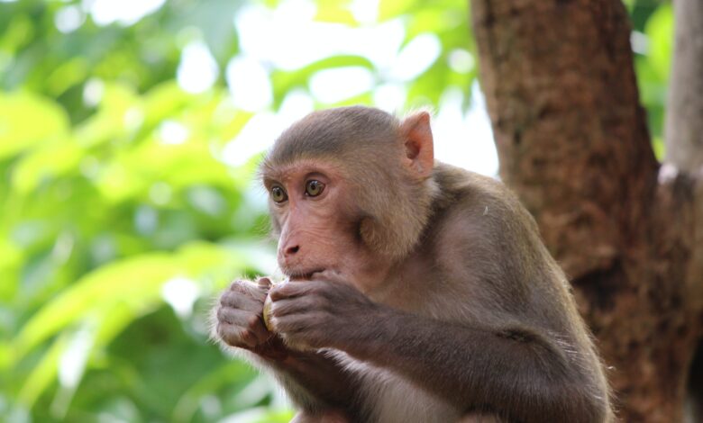 Monkey Holding a Box